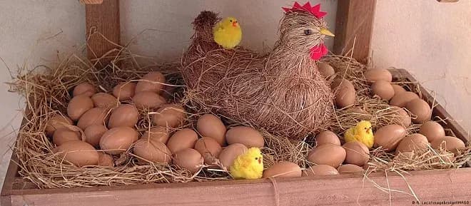Científicos descifran enigma sobre el huevo y la gallina