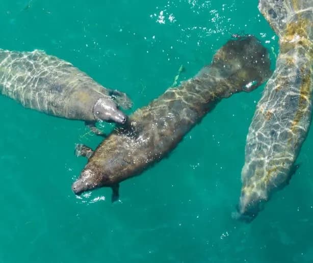 Manatíes en República Dominicana: Ya sabemos cuántos son y dónde están