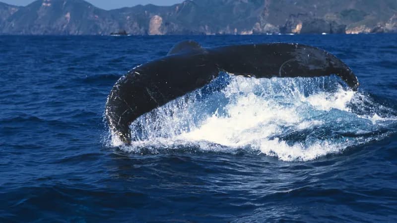Vuelven las ballenas jorobadas a Samaná y estas son las curiosidades que debes saber sobre ellas