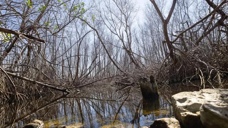 Técnicos de Medio Ambiente piden declarar de emergencia manglares afectados en Samaná