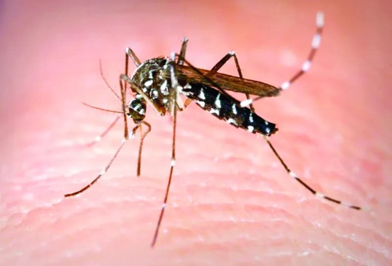 Salud Pública ratifica alerta epidemiológica por incremento de dengue de 157% en Las Américas