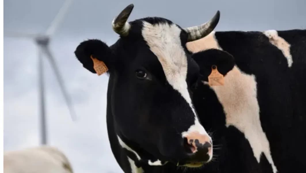 EEUU detecta su primer caso humano de gripe aviar transmitido por una vaca lechera