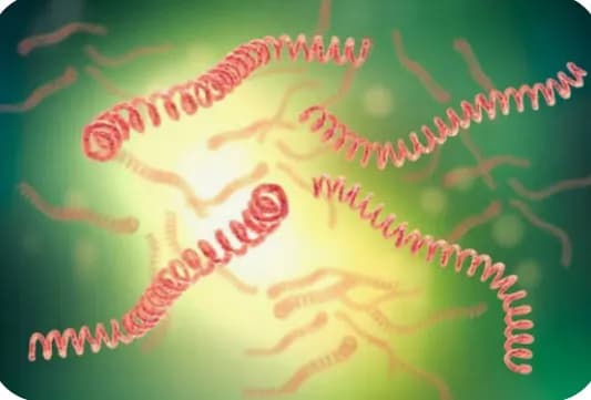 Casos de Leptospirosis en aumento en RD