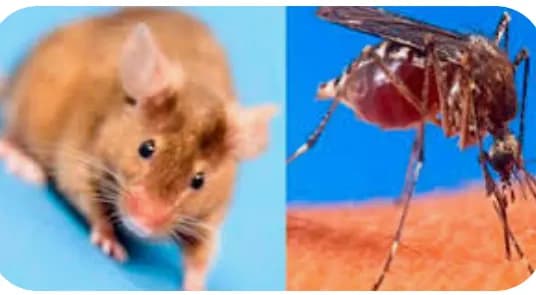 La leptospirosis y el dengue están matando a más gente