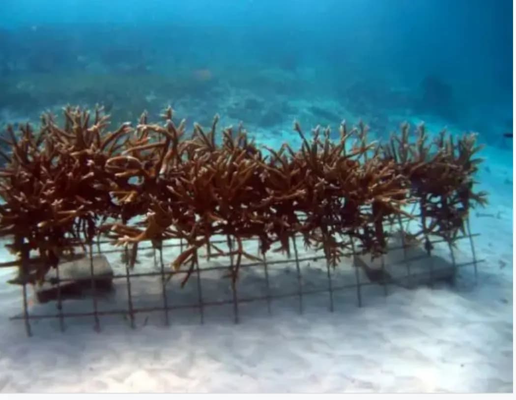 Viveros de coral para recuperar los arrecifes en un área turística de RD